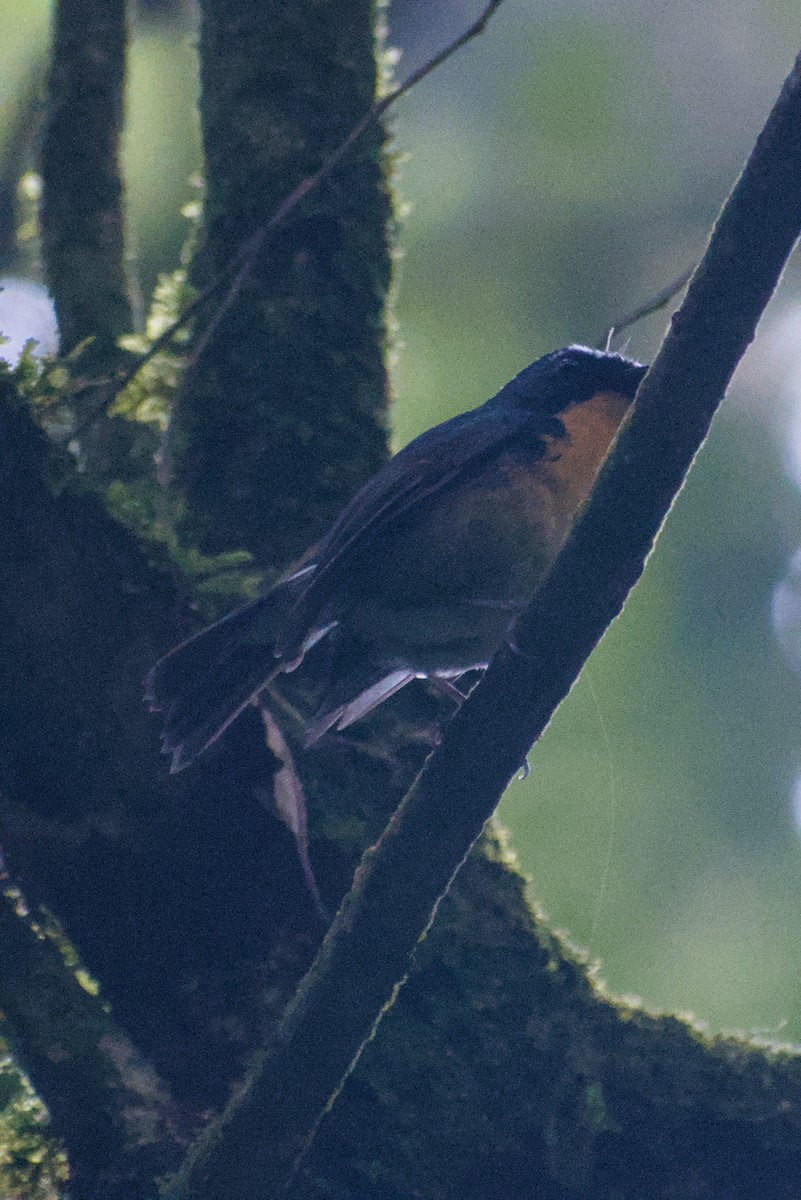 Snowy-browed Flycatcher - ML644361235