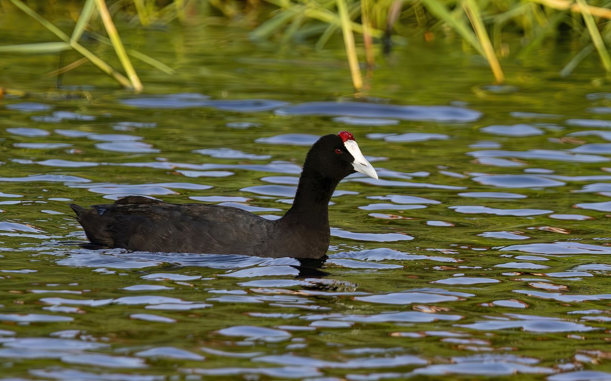 Red-knobbed Coot - ML644361244