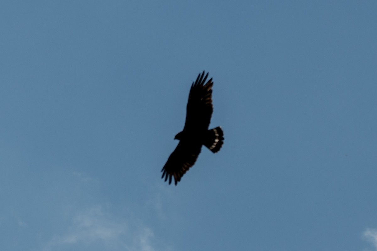 Buse à queue barrée - ML644361245