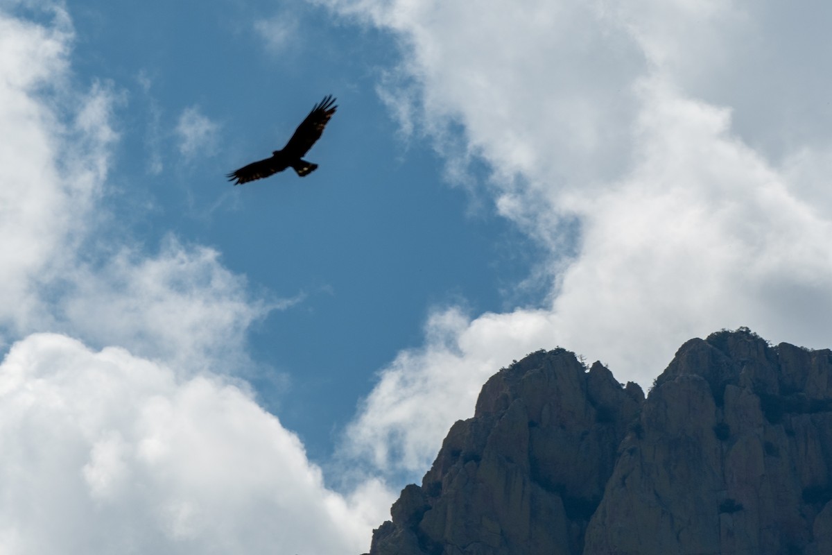 Buse à queue barrée - ML644361246