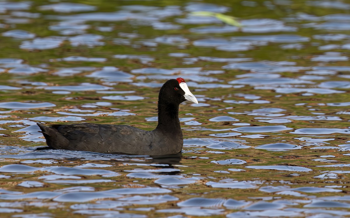 Red-knobbed Coot - ML644361247