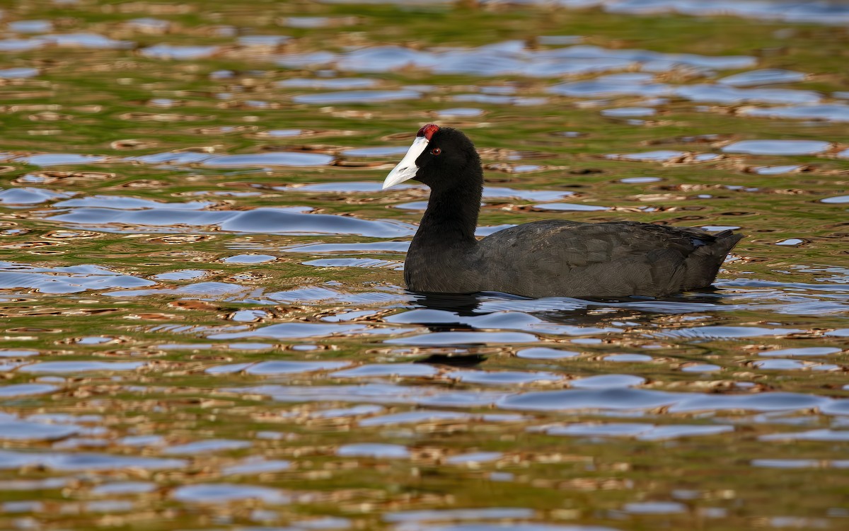 Red-knobbed Coot - ML644361248