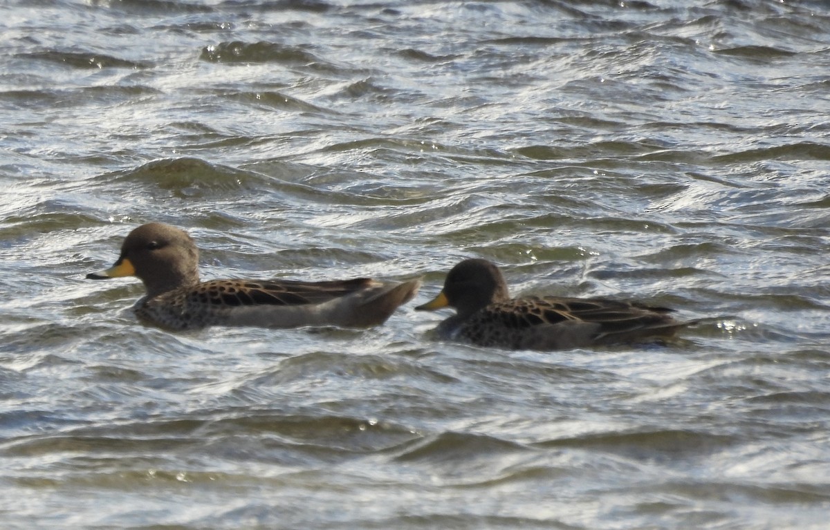 Sarcelle tachetée - ML644361249