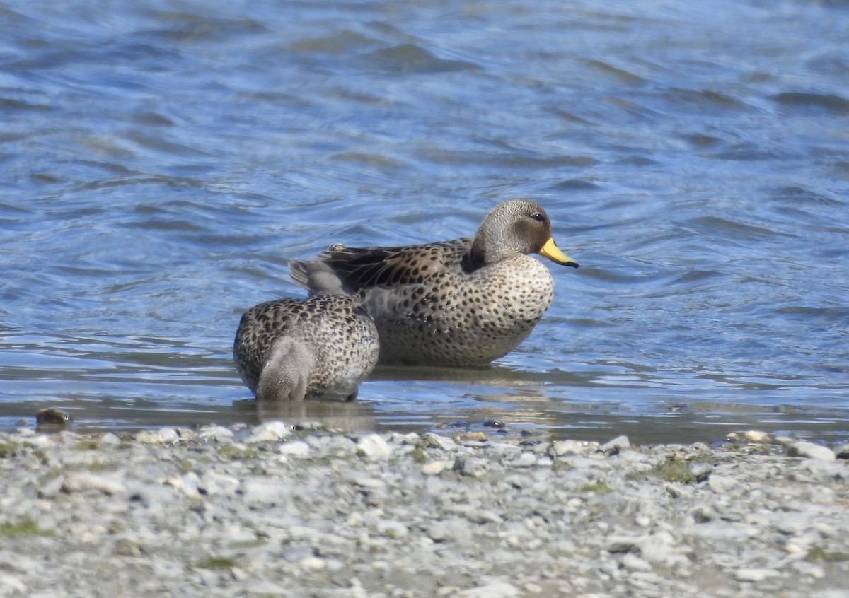 Sarcelle tachetée - ML644361250