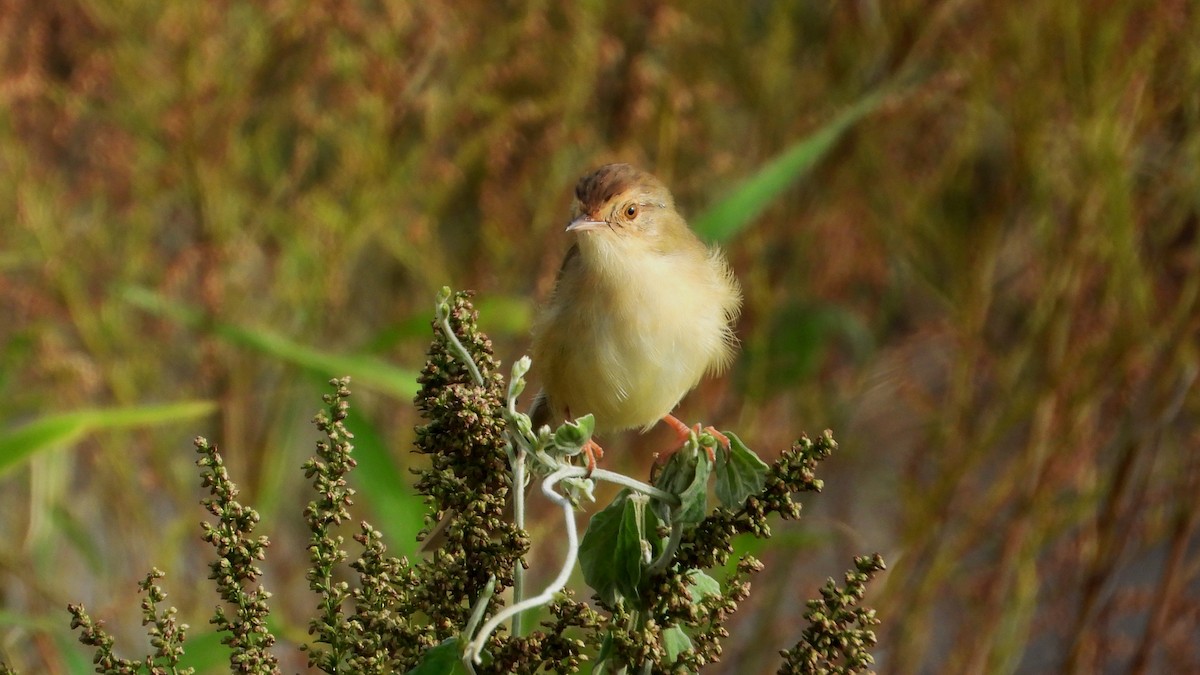 Prinia Sencilla - ML644361253