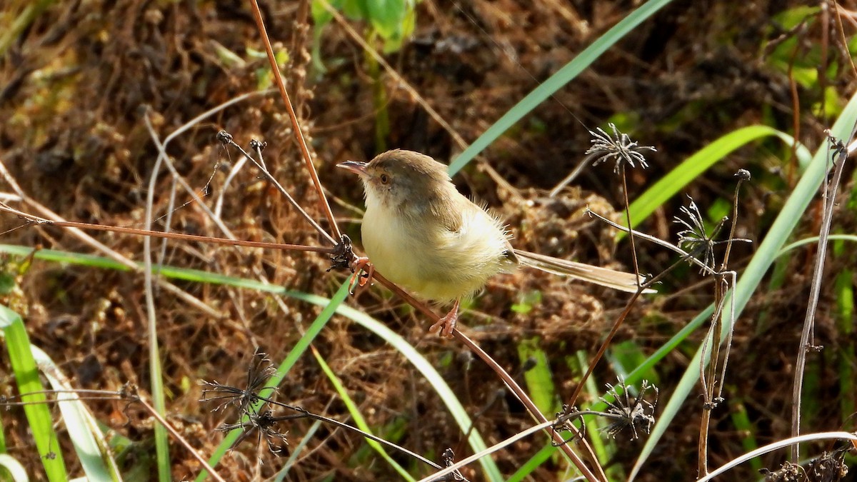 Prinia Sencilla - ML644361254