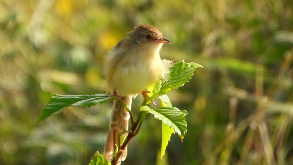 Prinia Sencilla - ML644361258