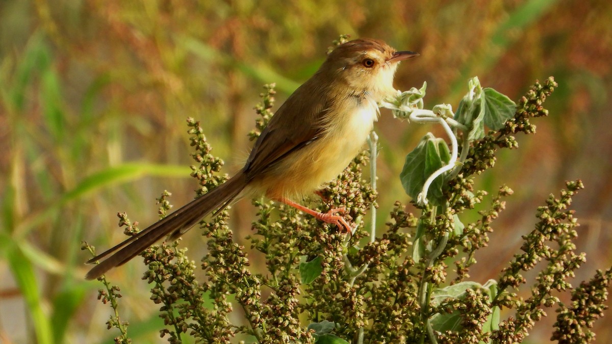 Prinia Sencilla - ML644361259