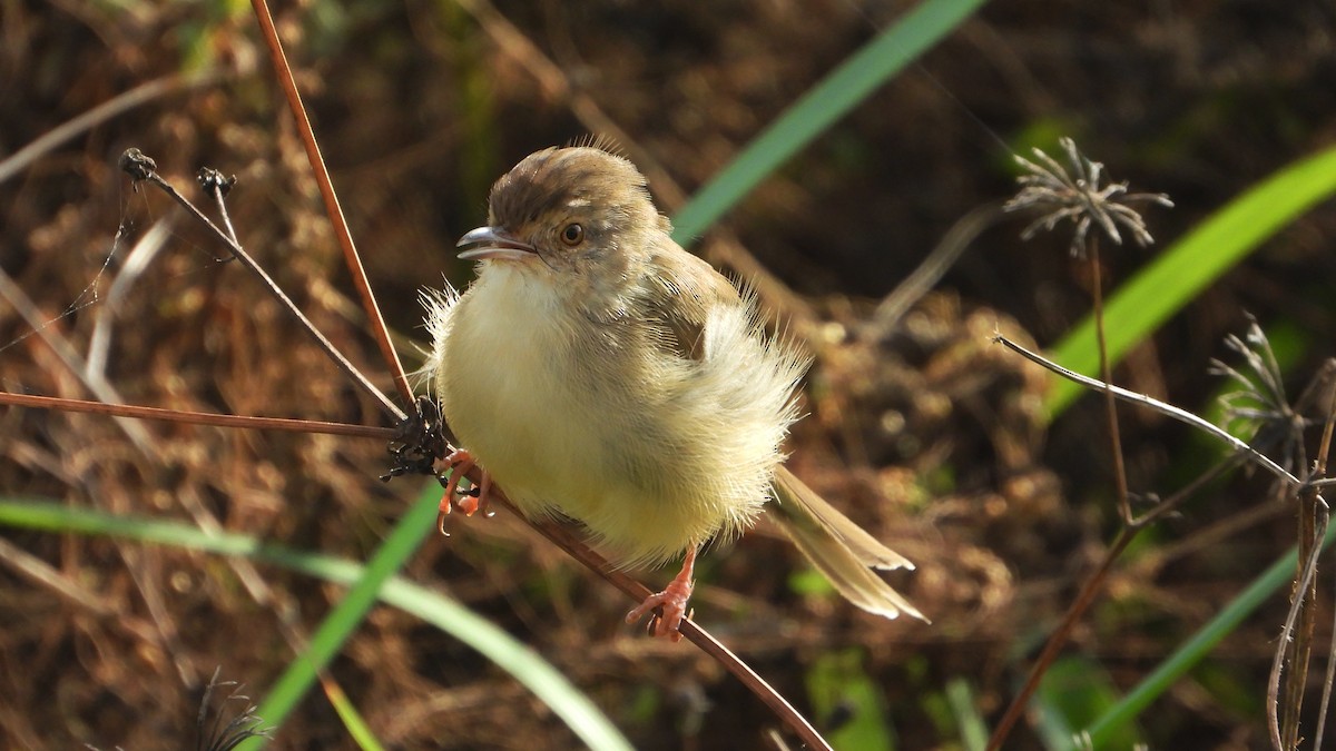 Prinia Sencilla - ML644361262