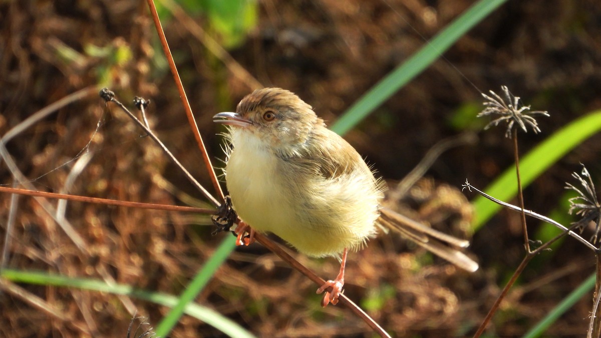 Prinia Sencilla - ML644361263