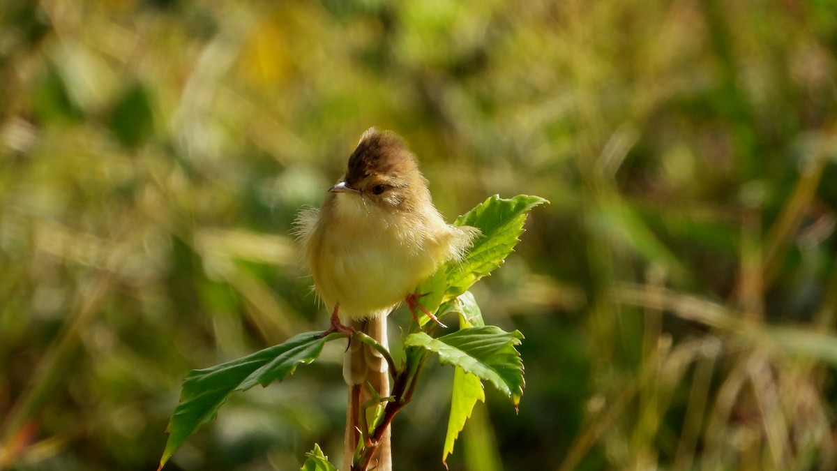 Prinia Sencilla - ML644361264