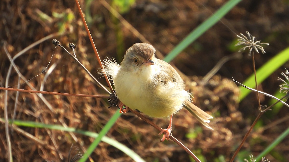 Prinia Sencilla - ML644361265