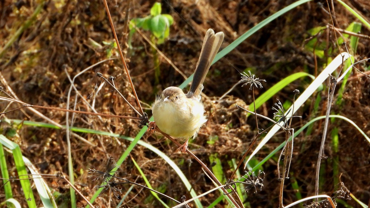 Prinia Sencilla - ML644361266