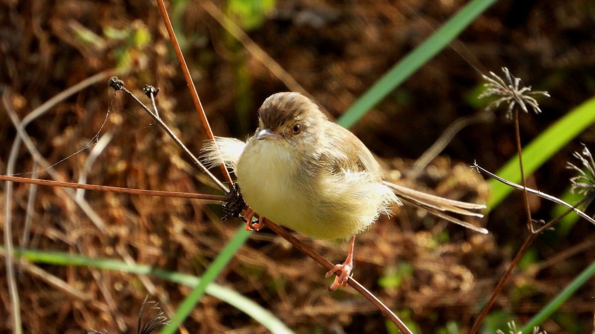 Prinia Sencilla - ML644361267