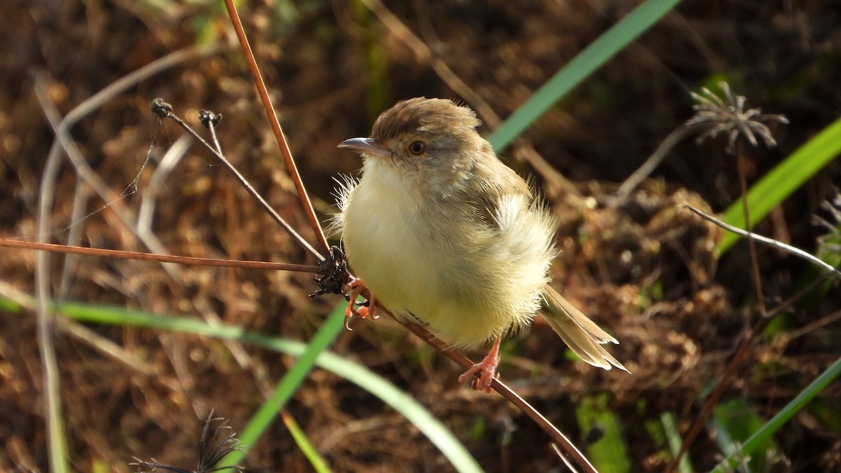 Prinia Sencilla - ML644361268