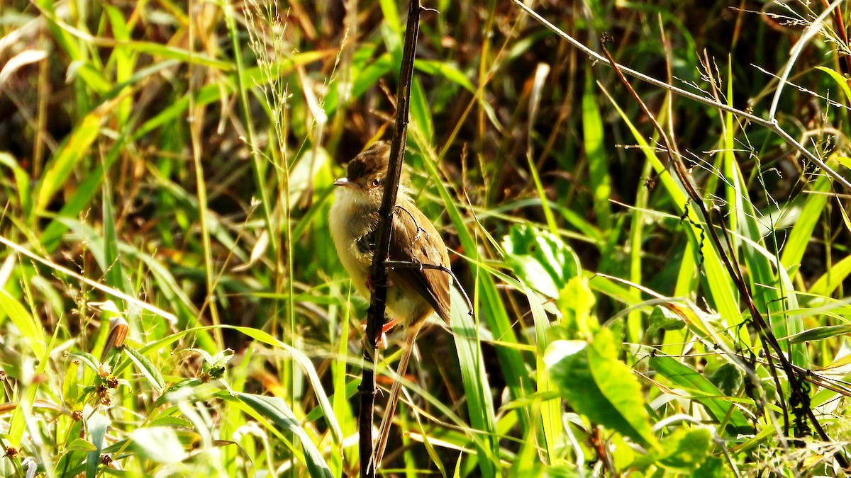 Prinia Sencilla - ML644361270