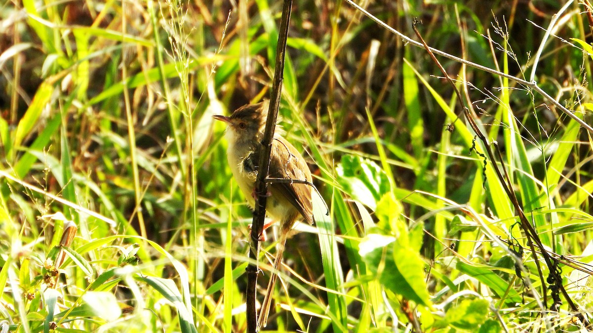 Prinia Sencilla - ML644361271
