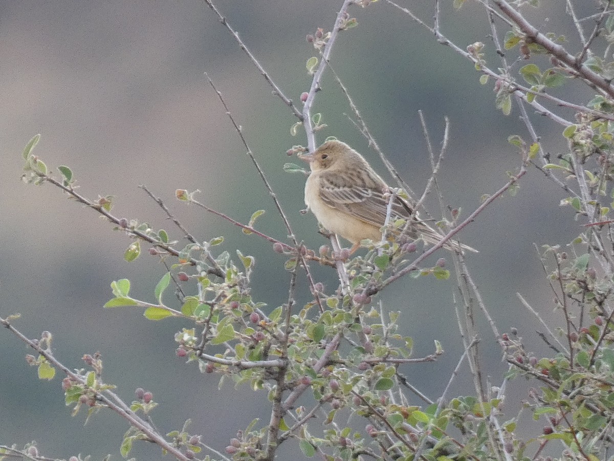 Kızıl Başlı Çinte - ML644361272