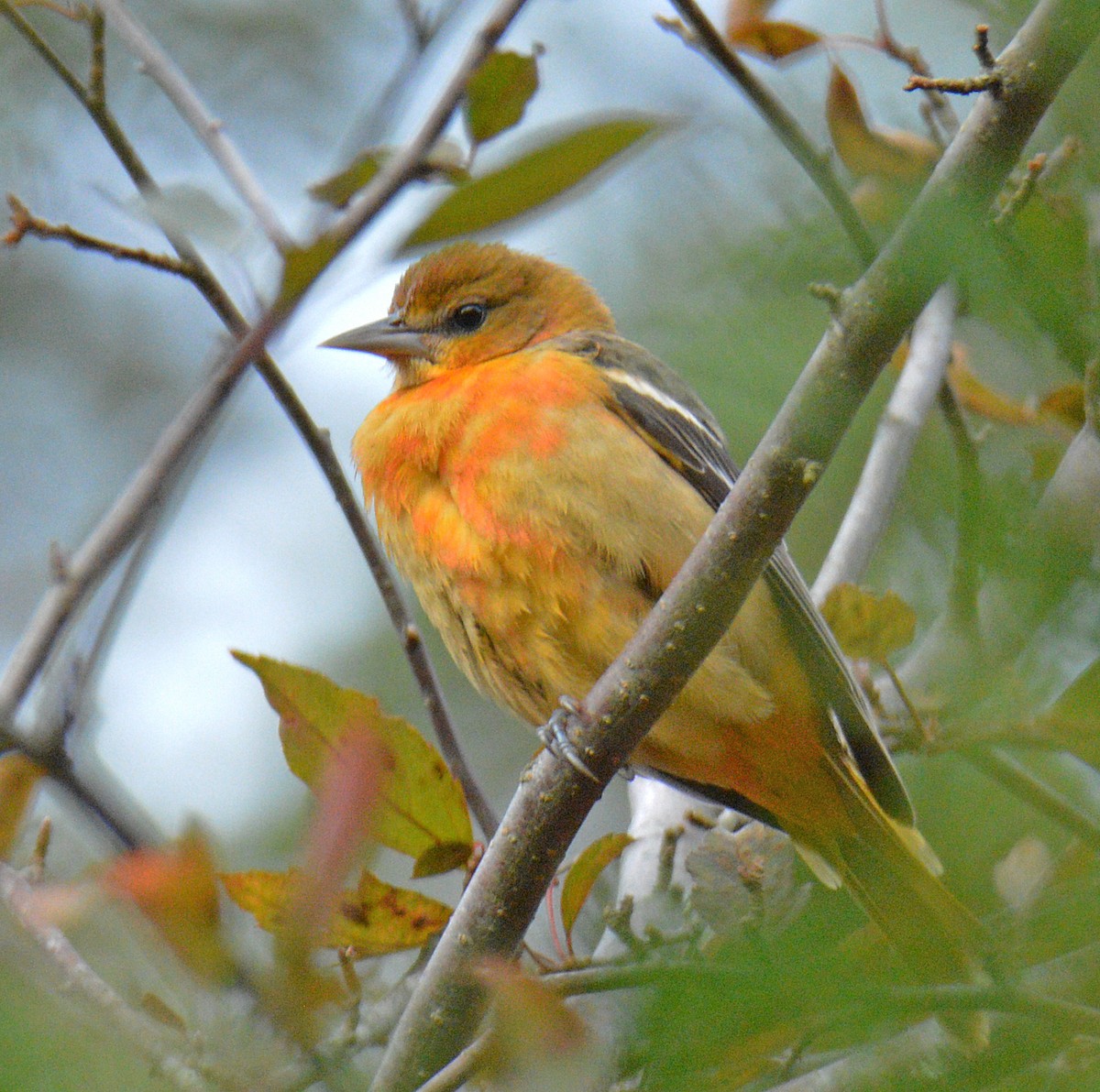 Baltimore Oriole - ML644361276