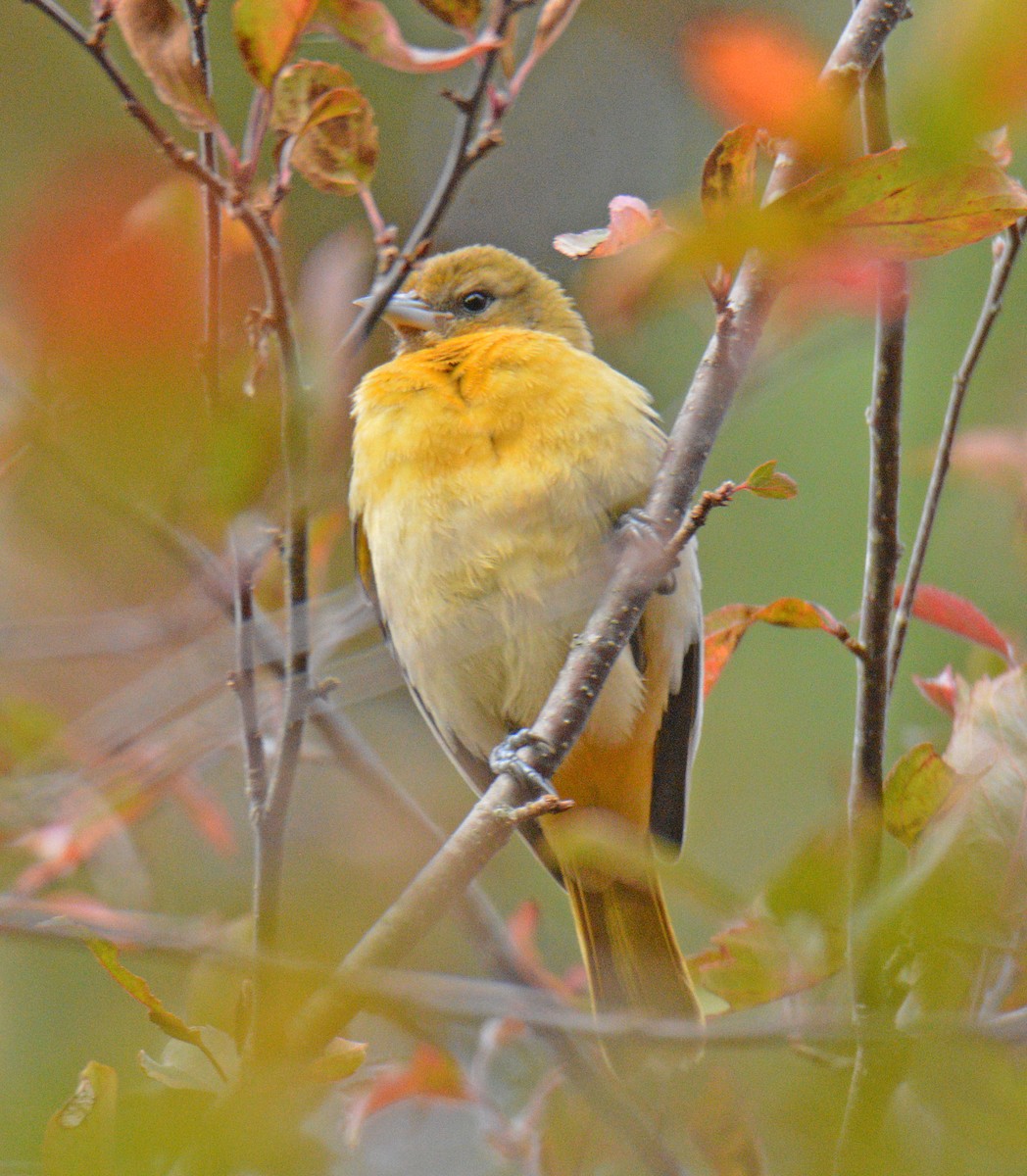 Baltimore Oriole - ML644361277