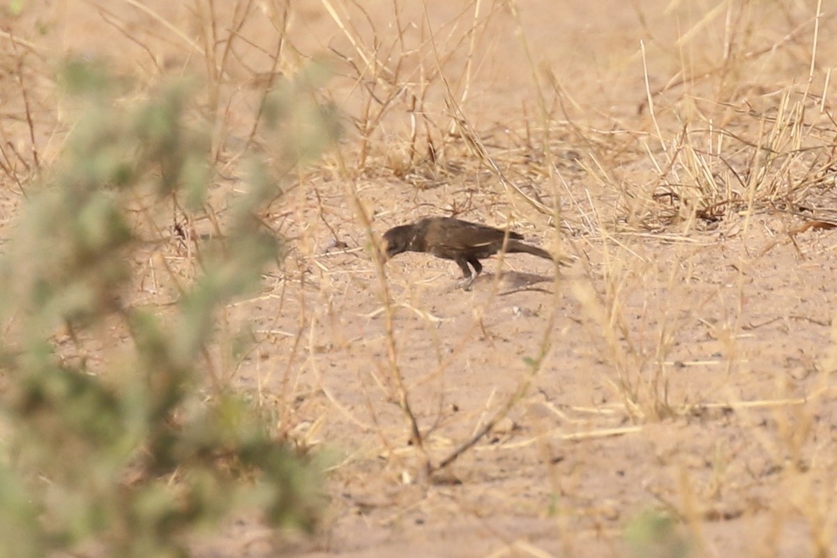 White-billed Buffalo-Weaver - ML644361279