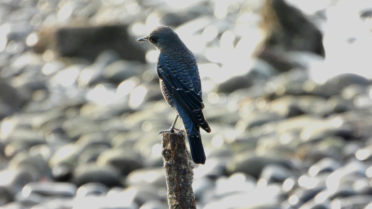 Blue Rock-Thrush - ML644361283