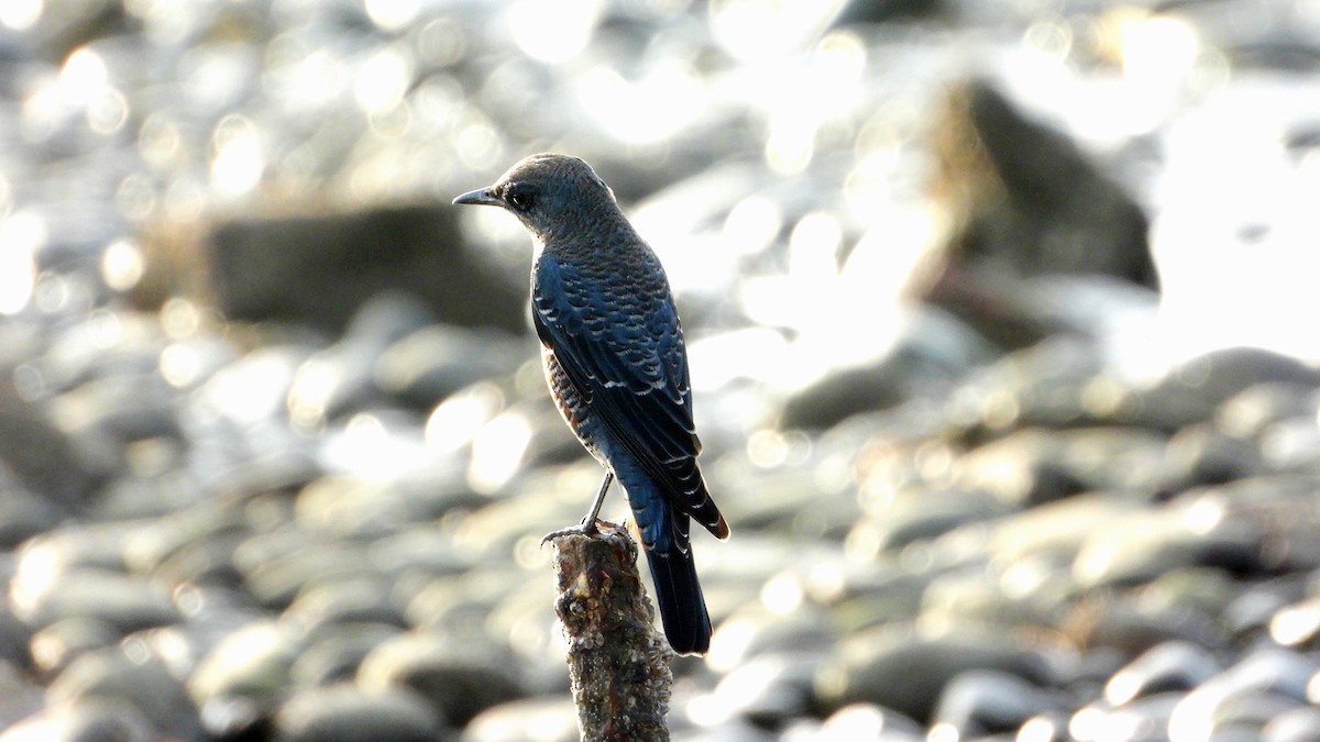 Blue Rock-Thrush - ML644361285