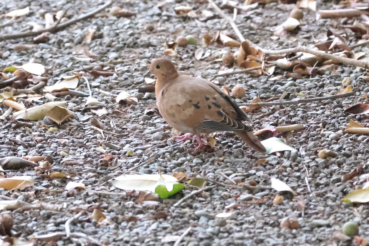 Zenaida Dove - ML644361288