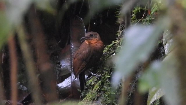 South American Leaftosser - ML644361289