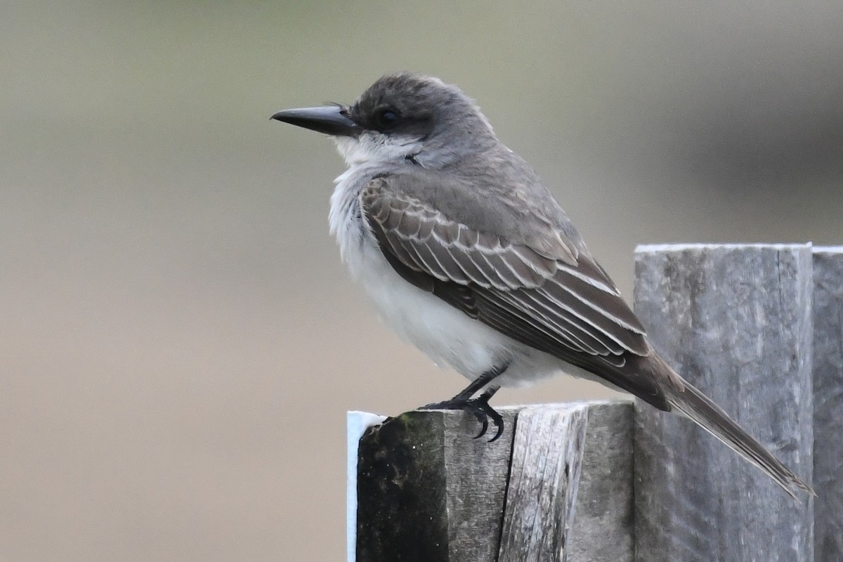 Gray Kingbird - ML644361290