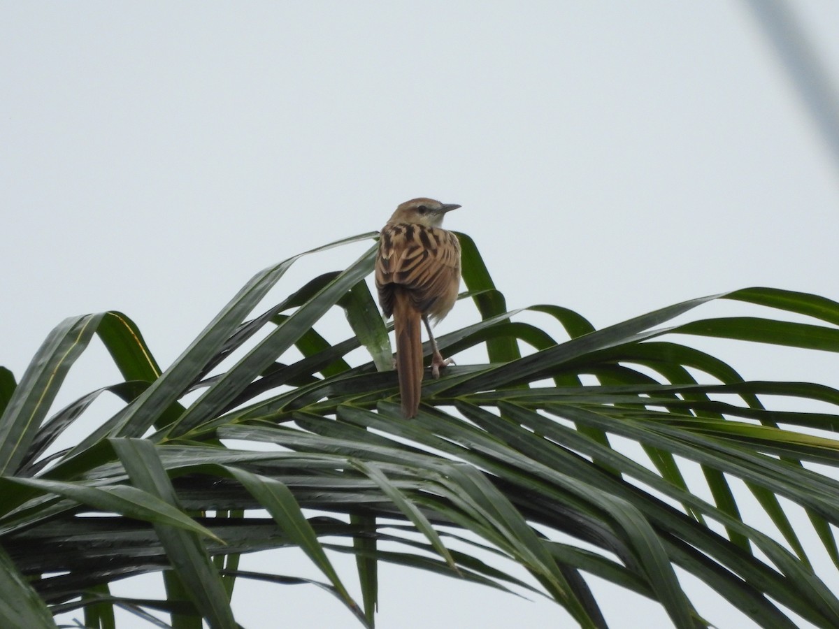 Striated Grassbird - ML644361292