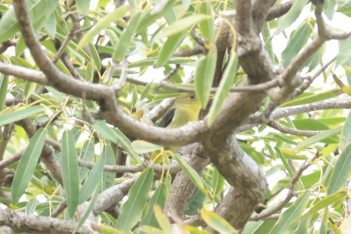 Scarlet Tanager - ML644361294