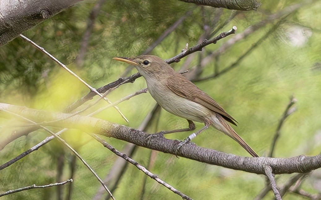 Western Olivaceous Warbler - ML644361298