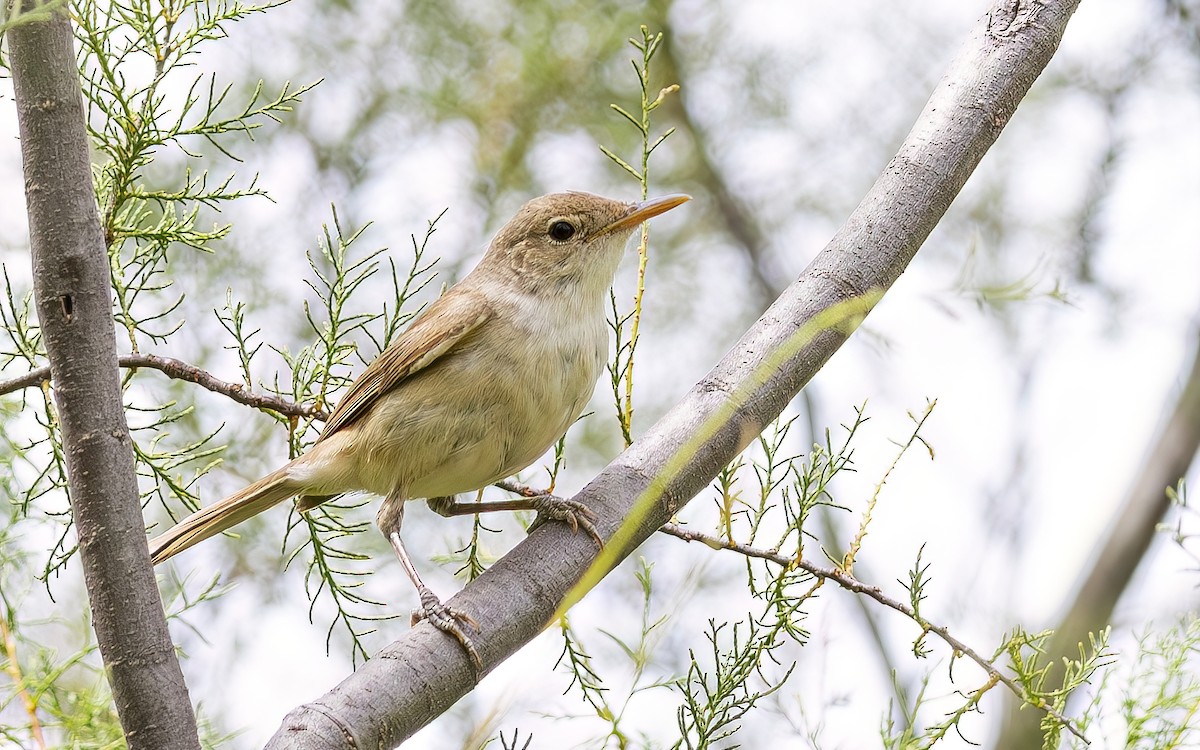 Western Olivaceous Warbler - ML644361299