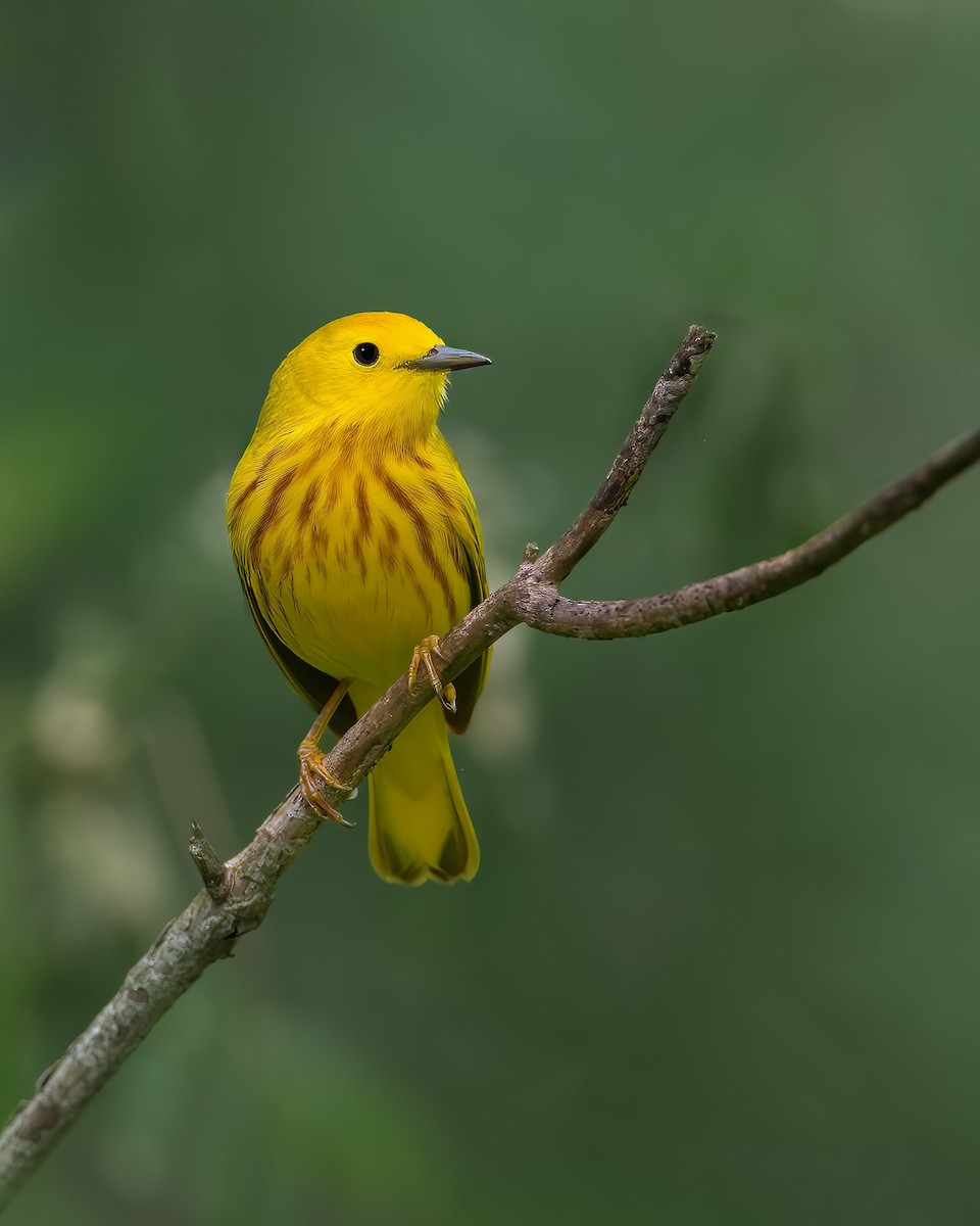 Northern Yellow Warbler - ML644361300