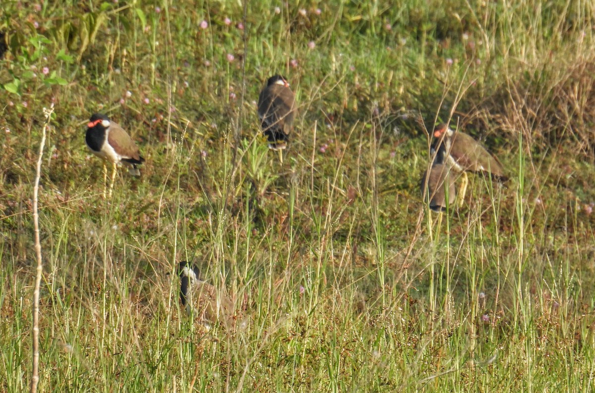 čejka černoprsá - ML644361301