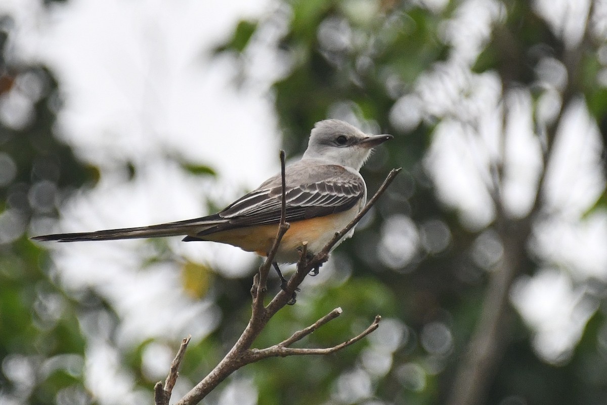 Scissor-tailed Flycatcher - ML644361305