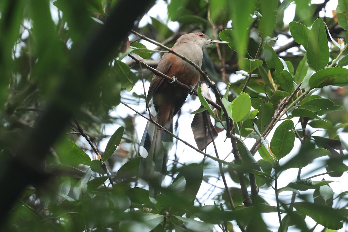 Puerto Rican Lizard-Cuckoo - ML644361306
