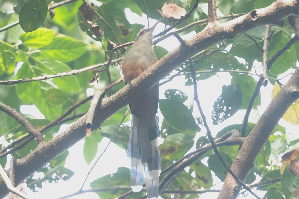 Puerto Rican Lizard-Cuckoo - ML644361307