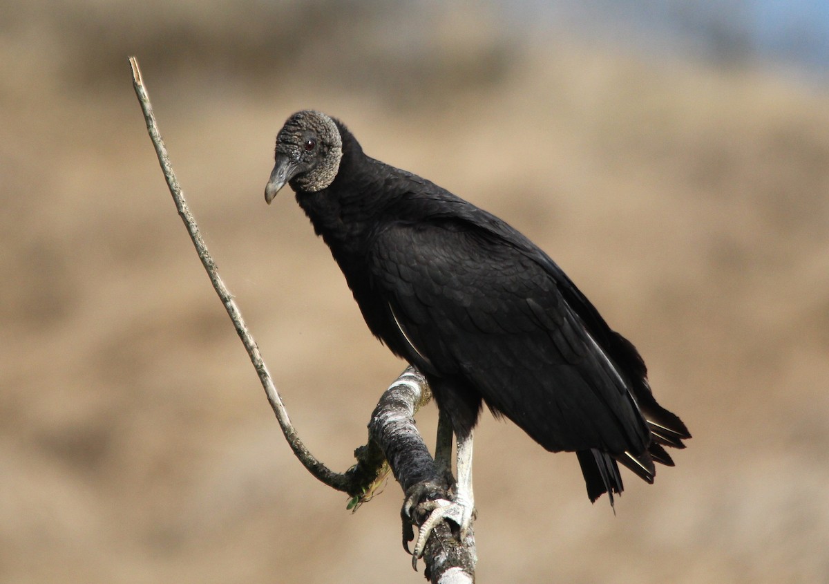 Black Vulture - ML644361310
