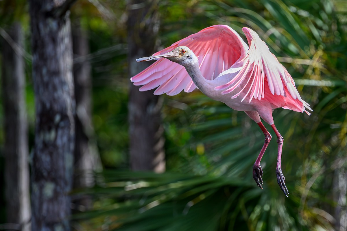 Roseate Spoonbill - ML644361311