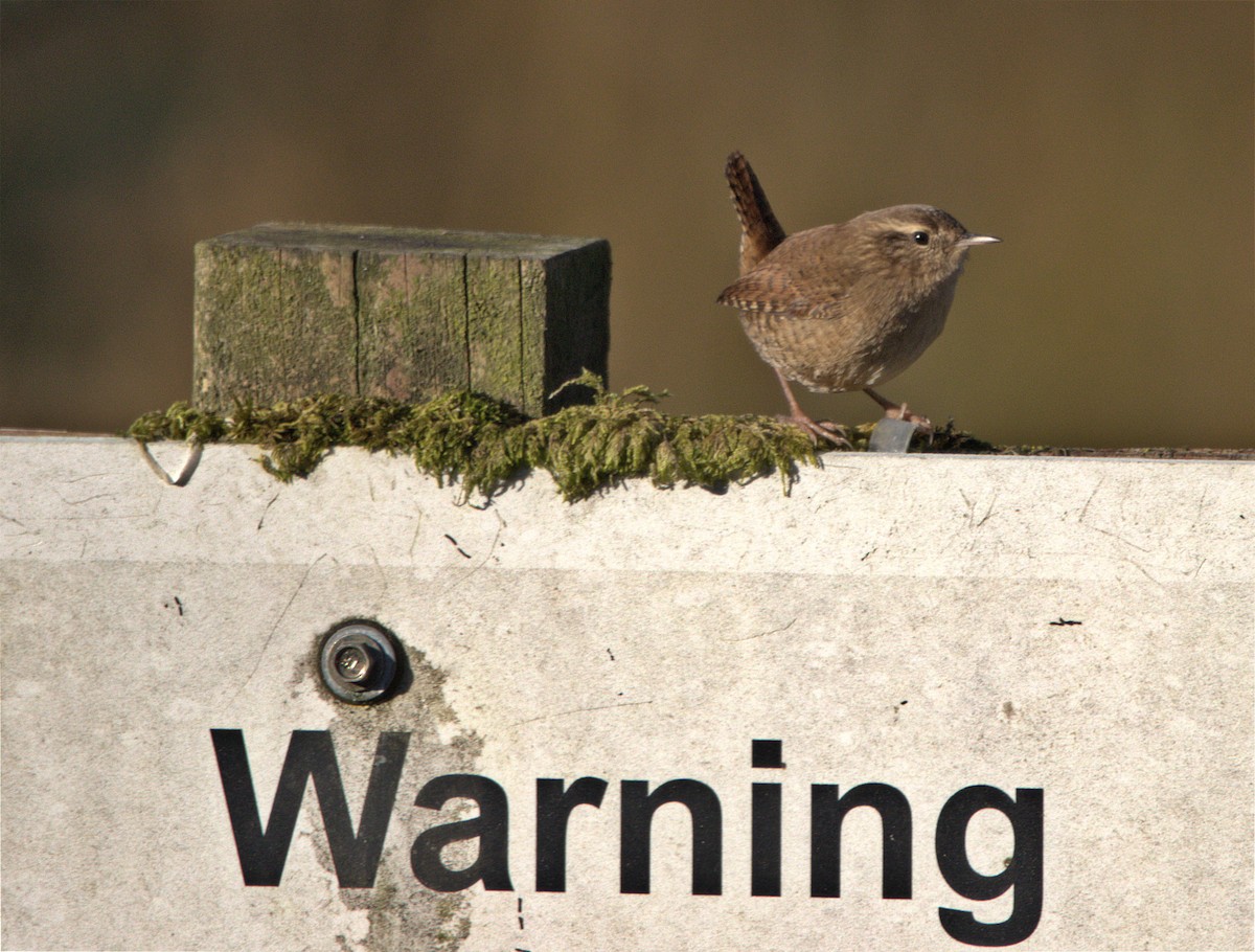 Eurasian Wren - ML644361317