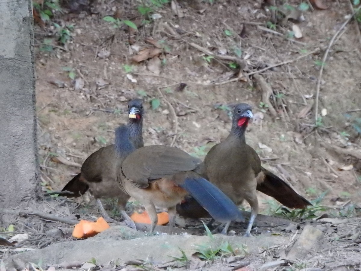 Rufous-vented Chachalaca - ML644361322