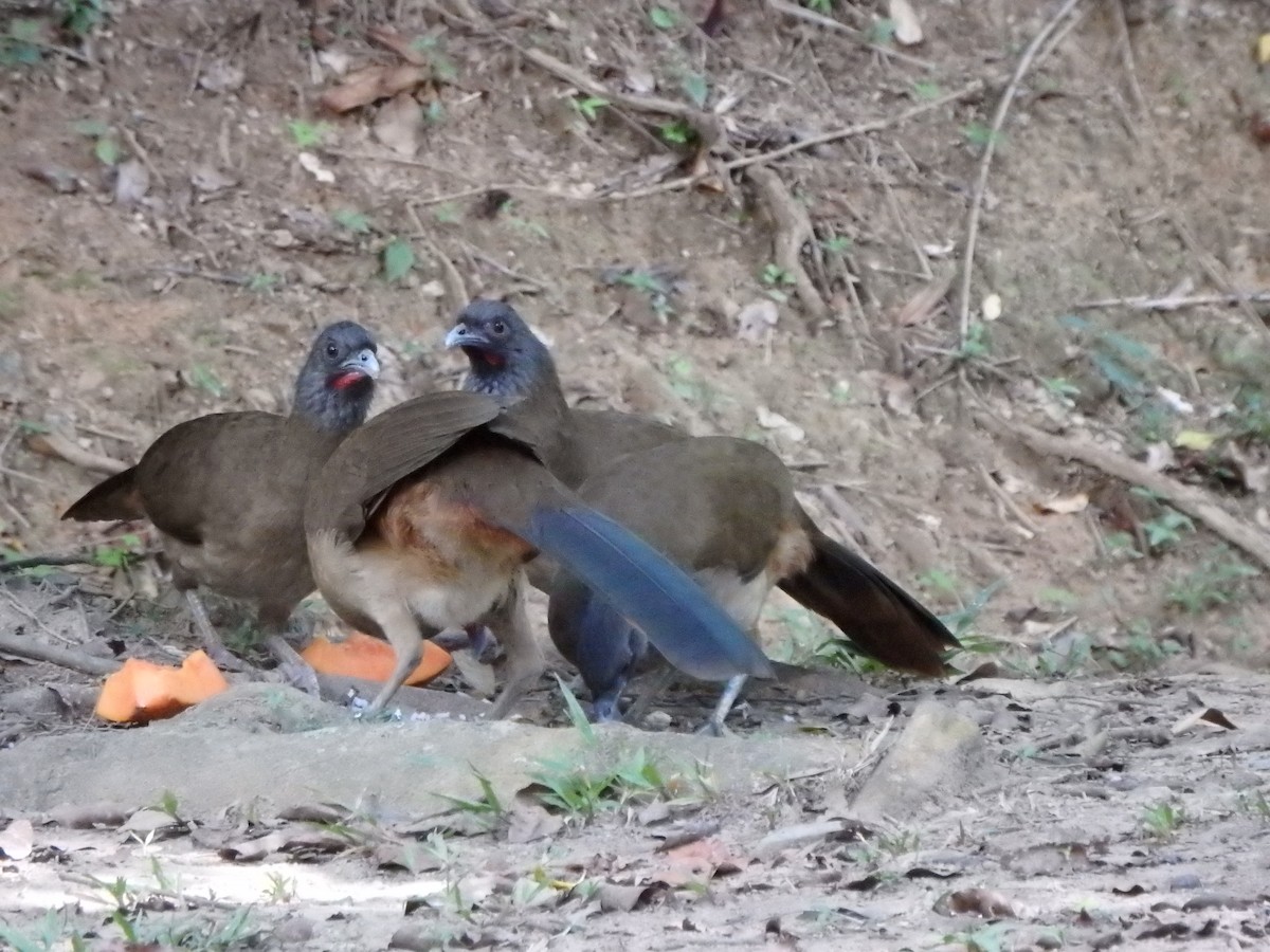 Rufous-vented Chachalaca - ML644361323