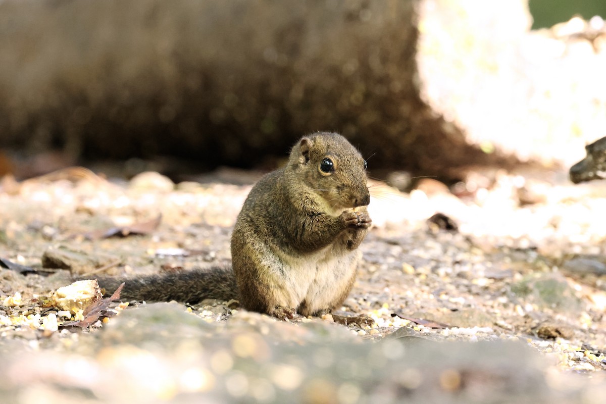 Bornean Mountain Ground Squirrel - ML644361334