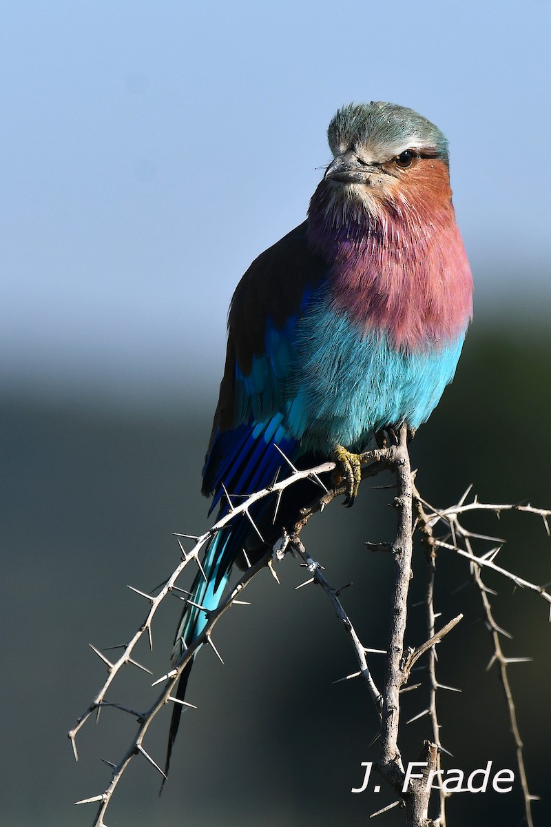 Lilac-breasted Roller - ML644361340