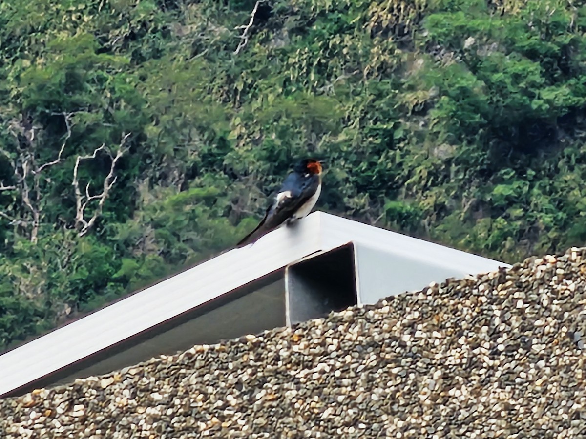 Pacific Swallow - ML644361349