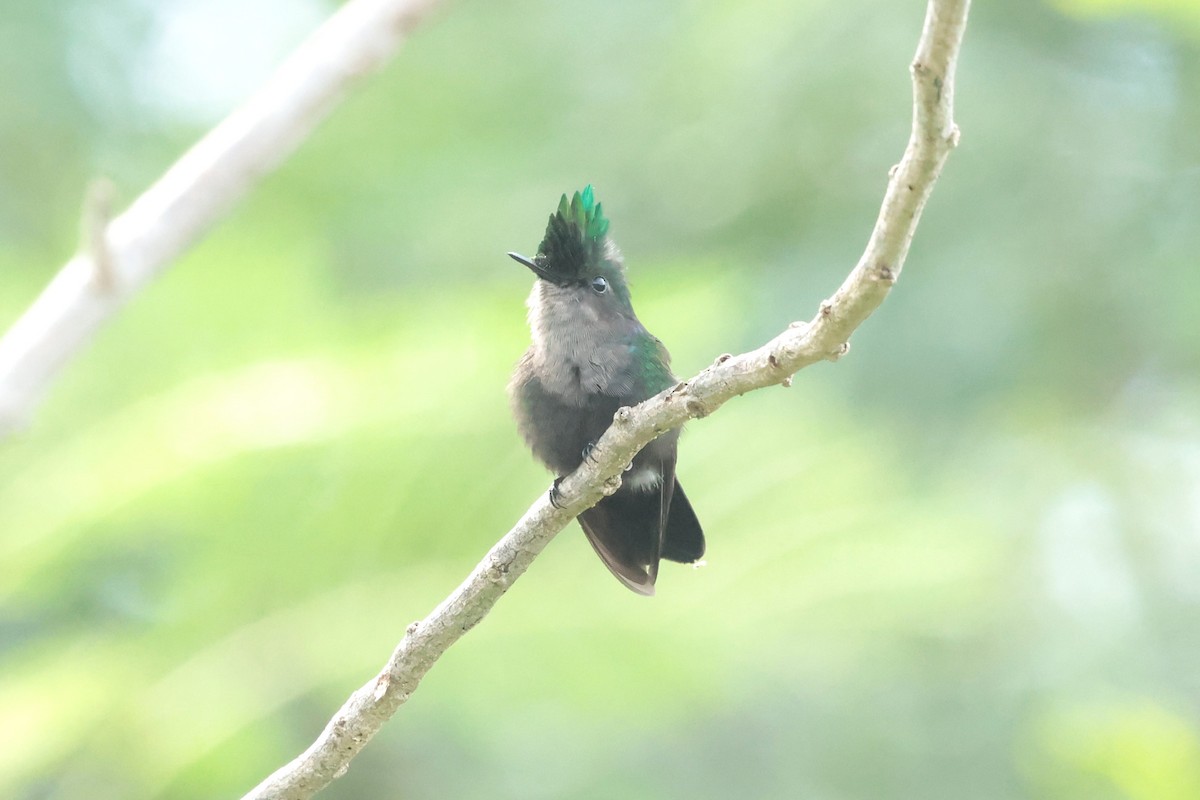 Antillean Crested Hummingbird - ML644361350