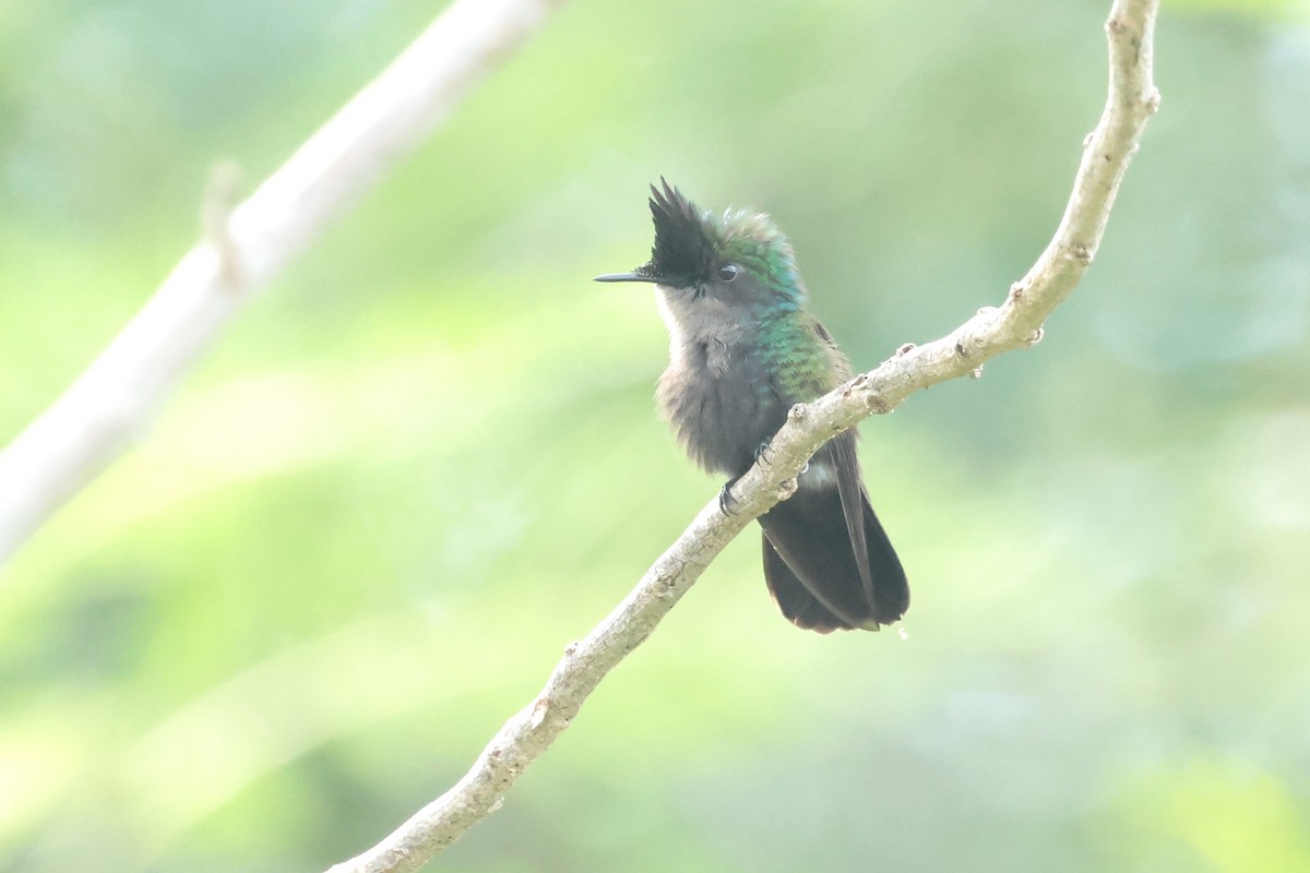 Antillean Crested Hummingbird - ML644361351