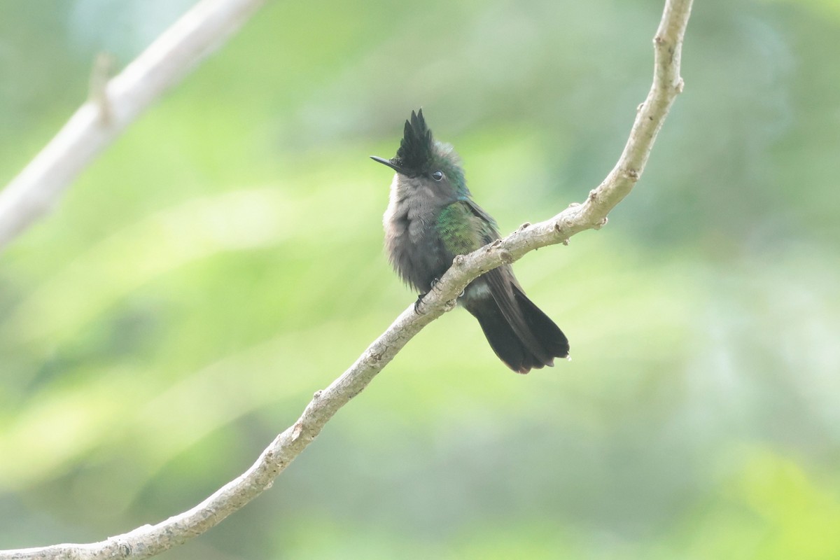 Antillean Crested Hummingbird - ML644361352
